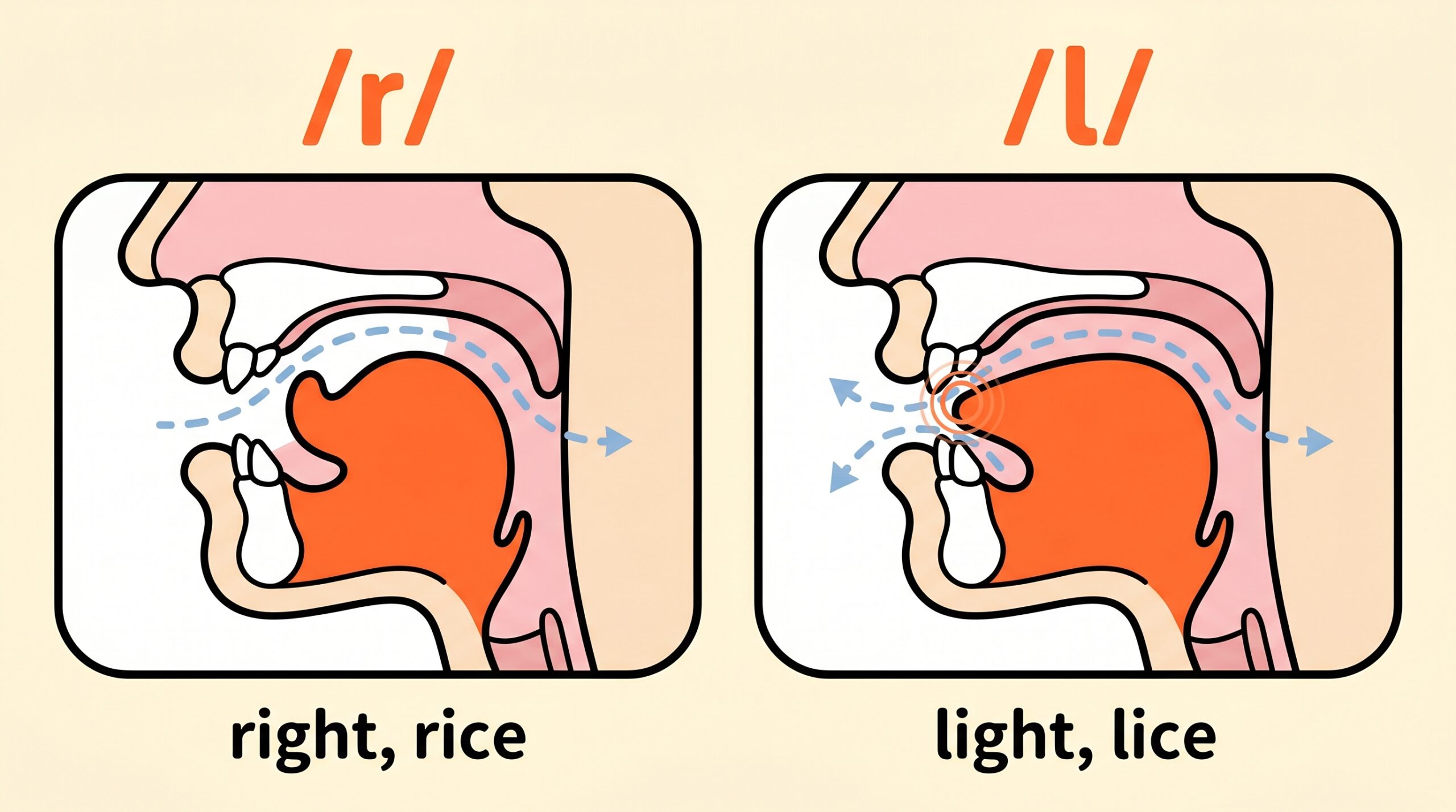 rとlの舌の位置